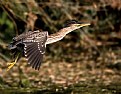 Picture Title - Green Heron Fly By