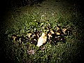 Picture Title - baby ducks