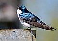 Picture Title - The Tree Swallow Sings