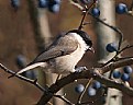 Picture Title - Parus palustris