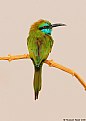 Picture Title - Little Green Bee-eater