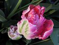 Picture Title - Parrot Tulip