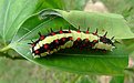 Picture Title - Catapillar