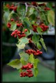 Picture Title - Red Berries