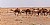 Camels in the desert 1982