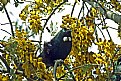 Picture Title - Kowhai and Tui
