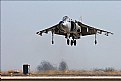 Picture Title - Harrier