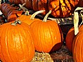 Picture Title - Market Pumpkins