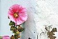 Picture Title - Hollyhock 1