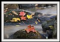 Picture Title - Maple Leaf