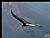 Flight of Condor