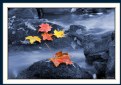Picture Title - Maple Leaf 2