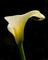 Picture Title - Calla