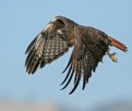 Picture Title - Red-tailed Hawk
