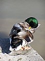 Picture Title - duck