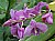 orchid I