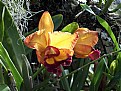 Picture Title - orchid II