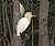 cattle egret