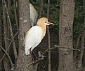 Picture Title - cattle egret