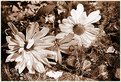 Picture Title - BW Flowers #1