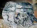 Picture Title - Tawny Frogmouth Togtherness
