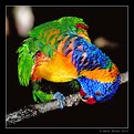 Picture Title - Rainbow Lorikeet