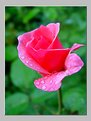 Picture Title - Rose With Drops