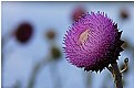 Picture Title - Utah, Wildflowers