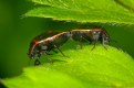 Picture Title - Mating Bugs