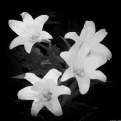 Picture Title - Lillies 2