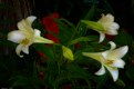Picture Title - Lillies 3