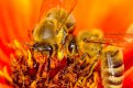 Picture Title - Hot Bees