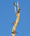 Picture Title - Long tailed tits