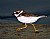 Semipalmated Plover Run By