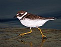 Picture Title - Semipalmated Plover Run By
