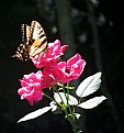 Picture Title - Swallowtail