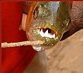 Picture Title - Piranha Teeth