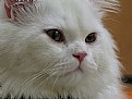 Picture Title - persian cat