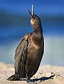 Picture Title - Brandt's Cormorant Singing 