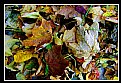Picture Title - colours of fall