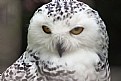 Picture Title - Snowy Owl