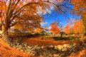 Picture Title - Autumn Wall