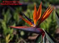 Picture Title - Bird of Paradise