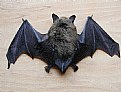 Picture Title - Brown Bat