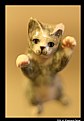 Picture Title - Kung-fu Kitten