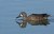 Blue-winged Teal