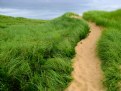 Picture Title - Dune Path