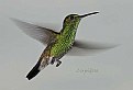 Picture Title - Humming bird #1