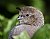 Female California Quail