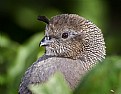 Picture Title - Female California Quail